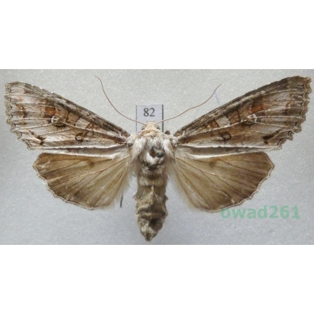 Polia bombycina (Hufnagel, 1766) Czech82
